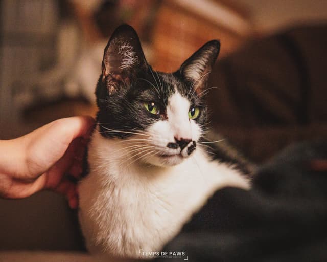 Chat adopté par Nine Lives Paris