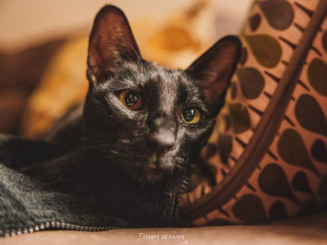 Chat adopté par Nine Lives Paris