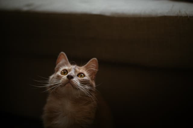 Chat adopté par Nine Lives Paris