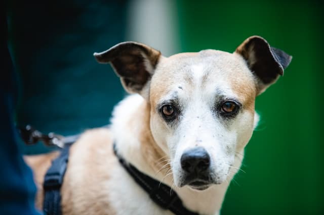 Chat adopté par Nine Lives Paris