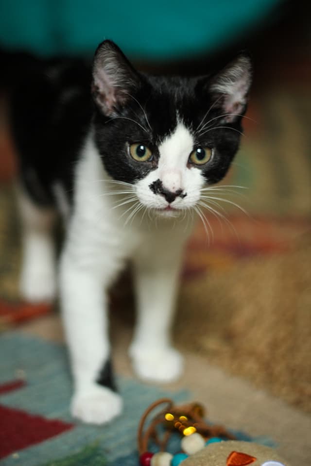 Chat adopté par Nine Lives Paris