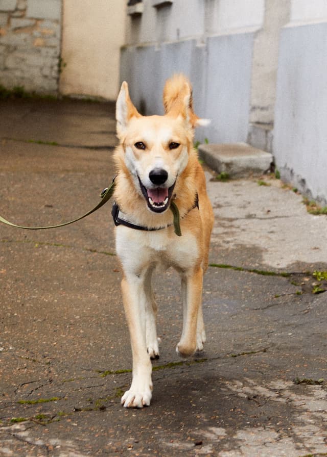 Chat adopté par Nine Lives Paris