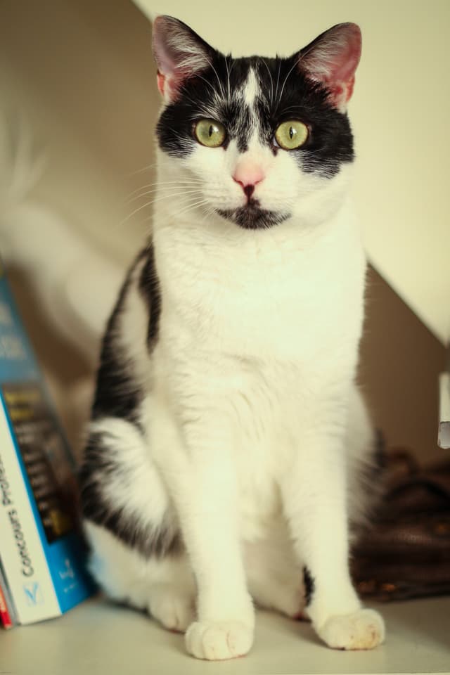 Chat adopté par Nine Lives Paris