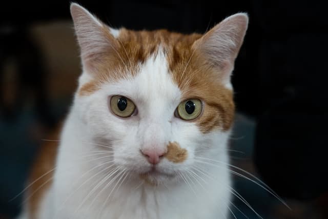 Chat adopté par Nine Lives Paris