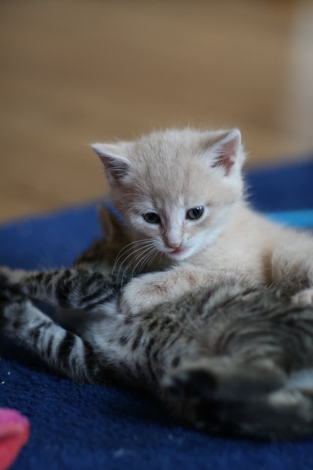 Chat adopté par Nine Lives Paris