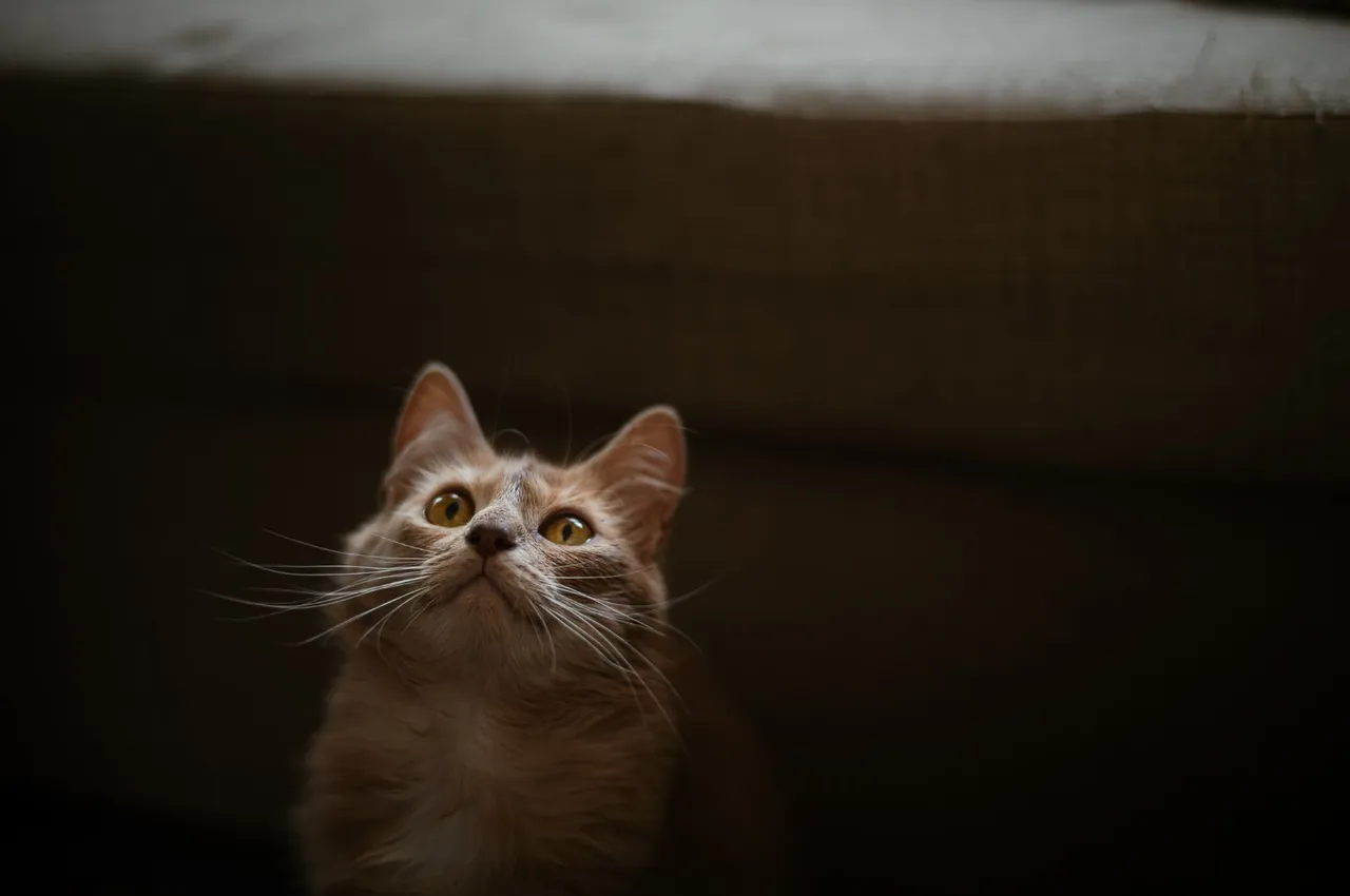Chat adopté par Nine Lives Paris